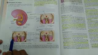 Development Of Indifferent Gonads  ANATOMY [upl. by Adorne370]