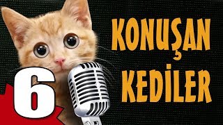 Konuşan Kediler 6  En Komik Kedi Videoları [upl. by Ertnom636]