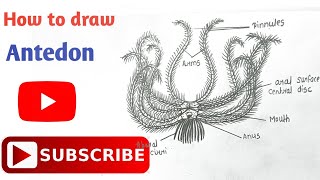 How to draw Antedon Diagram  Phylum Echinodermata  Step by step  howtodraw echinodermata [upl. by Aliehc351]