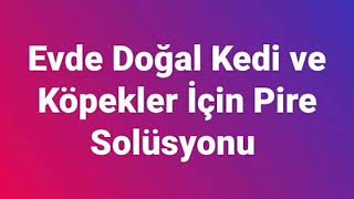 Evde Doğal Kedi Pire Solüsyonu [upl. by Lasko]