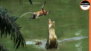 This Monkey Jumps Straight Into a Crocodiles Trap [upl. by Elleunamme]