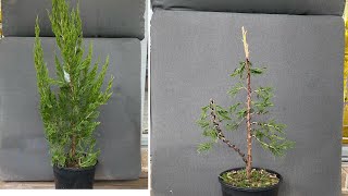 How to Make a Twin Trunk Juniper Bonsai from Difficult Material [upl. by Charry865]