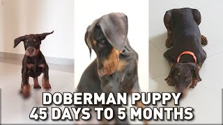 Grace Doberman Puppy Growing from 45 Days to 5 Months  Puppy Transformation 😍😘🐾 doberman [upl. by Krall877]