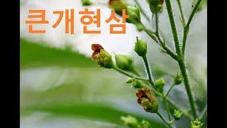 큰개현삼Kakuda Figwort [upl. by Flavian296]