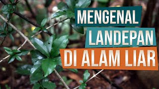 Mengenal Bahan Bonsai Landepan Plectronia Horrida di Alam Liar [upl. by Veriee6]