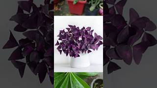 How to grow Oxalis Triangularis from bulbs 💜terracegarden gardening oxalis shorts trending [upl. by Anniahs]