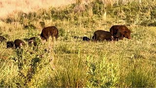 Bowhunting boars [upl. by Iggam]