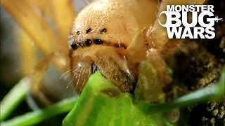 Badge Huntsman Spider Vs Spider Hunting Scorpion  MONSTER BUG WARS [upl. by Herold]