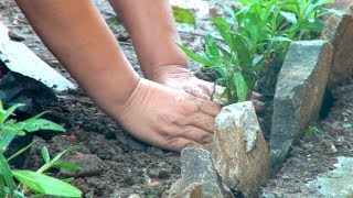 Inscríbete en nuestro curso de manejo y construcción de jardines [upl. by Abehs]