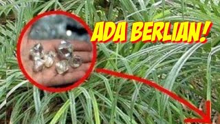 HEBOH TANAMAN BIKIN KAYA MENDADAK Sering Disangka Rumput Biasa [upl. by Leahcimnaj317]