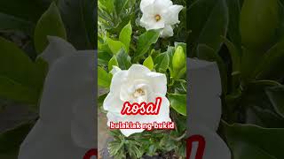 rosal ang bulaklak ng bukid bollywood music song hindi shortsyoutube vyrloriginals viralsong [upl. by Adoh]