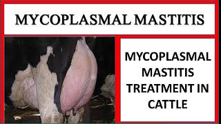 Mycoplasmal Mastitis caused by Mycoplasma Bovis in Cattle Treatment of Mycoplasmal Mastitis [upl. by Anikes]