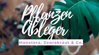 Pflanzen Ableger schnell und einfach selber machen I Monstera amp Co  LITTLE LEMON [upl. by Ymma837]