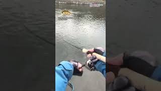 【AREA TROUT FISHING】 20241114 Part11 [upl. by Ettenna]