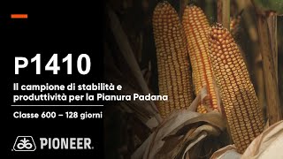 P1410 il mais campione di stabilità e produttività per la Pianura Padana [upl. by Letitia]