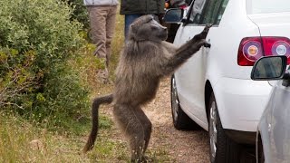 Baboon opens car door and steals pizza [upl. by Akinehc]