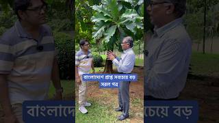 বাংলাদেশে প্রাপ্ত সবচেয়ে বড় সরল পত্র। [upl. by Milissent]