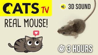 CATS TV  Catching REAL Mouse 🐭 HD  3 HOURS Game for cats to watch [upl. by Iat867]