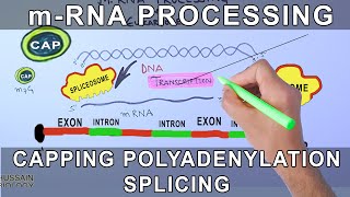 Overview of mRNA Processing in Eukaryotes [upl. by Anyala]