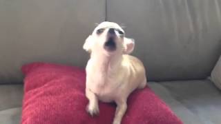 The awesome Chihuahua dog singing opera  must see [upl. by Sioux136]