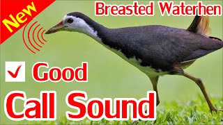 Breasted Water Hen Hunting Call How to catch breasted water hen by speaker sound [upl. by Dorette]