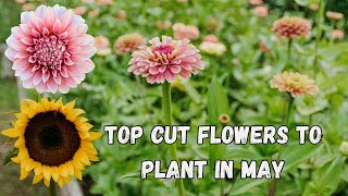 Top Cut Flowers to Plant in May  Your Planting Guide [upl. by Markus216]