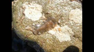 Marine Flatworm Hylocelis californica Malibu [upl. by Batruk31]