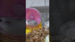 Hamster music lyrics short hamsterlucu [upl. by Eux144]