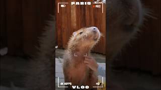 Capybara oke quá là phê xịt keo luôn 🥰 [upl. by Dihaz846]