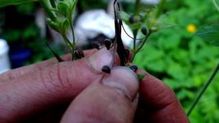 Spotted geranium seed dispersal [upl. by Rehpotsrhc]