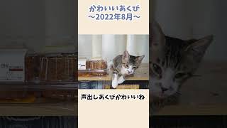 声を出しながらあくびする子猫 ～ゴマちゃん生後４か月 2022年8月～【リキちゃんねる 猫動画】 キジトラ 猫のいる暮らし 猫 あくび [upl. by Drusie]