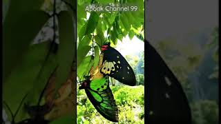 Ornithoptera priamus  common green birdwing BIRDWING BUTTERFLY [upl. by Adniram807]