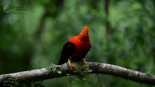 Andean Cock of the Rock Peru´s National Bird [upl. by Neelat]