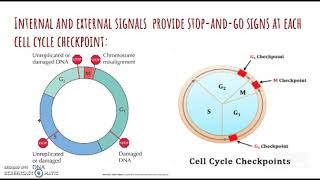 Ap biology mitosis and meiosis bozeman video project [upl. by Darleen771]