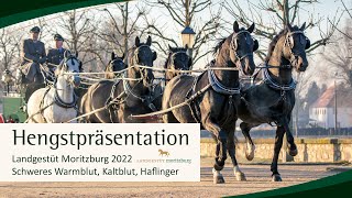 Hengstpräsentation Landgestüt Moritzburg 2022 Schweres Warmblut Kaltblut und Haflinger [upl. by Abrams260]