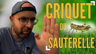 Quelles Différences entre La Sauterelle et Le Criquet insectes wildlife [upl. by Ameer]