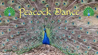 Peacock Dance [upl. by Eanil]