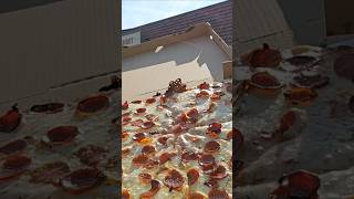 Papas Pizza Review Buffalo NY pizzashort pizzareview pizzashorts [upl. by Nylessoj]