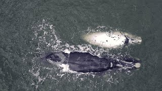 Whale Watching Aerial Footage  HERMANUS [upl. by Oiled]