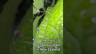 The most painful plant in New Zealand [upl. by Htevi]