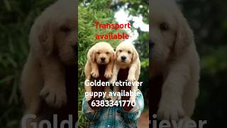 Golden retriever puppy sale in maduraicoimbatorechennaiTrichyVelloreselamgoldenretrieverpuppy [upl. by Darce]