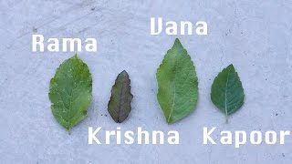 Holy Basil  Tulsi Types  Growing From Seed [upl. by Fayth]