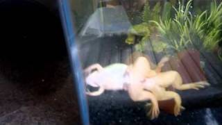 Amplexus of Albino African Clawed Frogs [upl. by Federico]