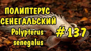 137 ПОЛИПТЕРУС СЕНЕГАЛЬСКИЙ Polypterus senegalus Содержание как разводить и чем кормить [upl. by Arlon]