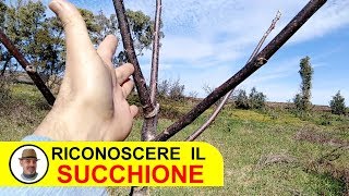 RICONOSCERE UN SUCCHIONE [upl. by Aiciram]