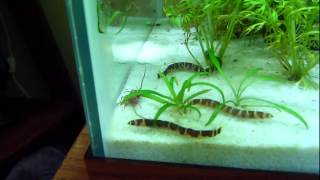 Kuhli Loaches and Blackworms [upl. by Llerrit]