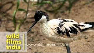 Pied avocet Recurvirostra avosetta [upl. by Einnej406]