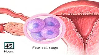 How The Embryo Develops After Fertilisation  Human Development Animation  Zygote Cell Division Vid [upl. by Oilasor]