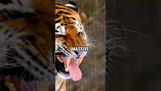 Siberian tiger vs bengal tiger animals amazing [upl. by Mor]