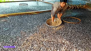 Rumah Budidaya Ikan  Fish Farm House  Feeding and Feed Management [upl. by Essirehs130]